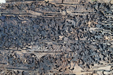 Pattern on tree bark caused by the European Spruce Bark Beetle larvae. Natural wooden abstract texture background.