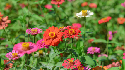 Obraz na płótnie Canvas Beautiful flower with blurred background in garden. Copy space