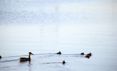 duck with ducklings swim in light waves