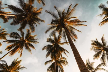 Kopieren Sie Platz der tropischen Palme mit Sonnenlicht auf Himmelshintergrund. © tonktiti