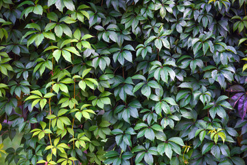 Texture of ivy leaves closeup. Green wall in garden. Gardening background