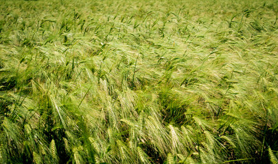 young and green wheat spikelets on the field