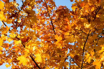 Close up orange maple tree branches. Colorful autumnal foliage over blue sky.