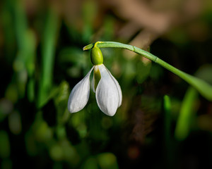 Blooming snowdrop flower on a green blurry background.