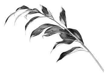Silver leaves branch white background isolated closeup, decorative monochrome tree sprig, gray metal shiny plant leaf, grey metallic foliage illustration, floral design element, botanical symbol, sign