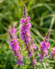 Blooming willow-tea flowers in the morning on a meadow in August.