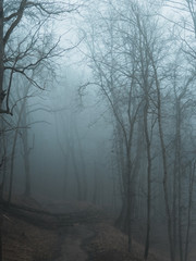 Fototapeta na wymiar Morning in a dark rainy foggy scary forest