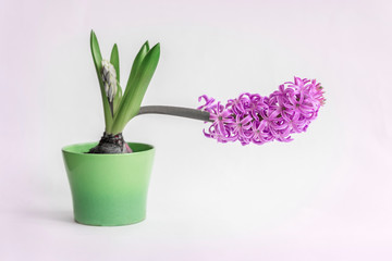 Purple hyacinth in green ceramic flower pot on tender romantic background. Spring holidays concept