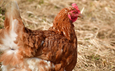 Braunes Huhn im Stroh