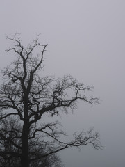 Silhouette of a tree on a foggy morning