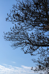  Black leafless tree branches  against the blue sky with little white clouds