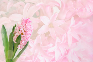 Pink hyacinth flower close-up on tender background of the delicate flower petals, minimalism. Copy space. Spring concept