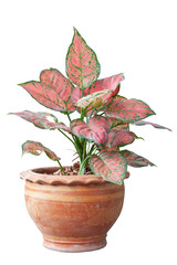 Aglaonema or Chinese Evergreen plants in pot isolated on white background included clipping path.