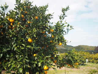 みかん狩り