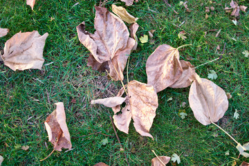 Close up dry brown leaves on the grass. Dried dead autumnal leaves.