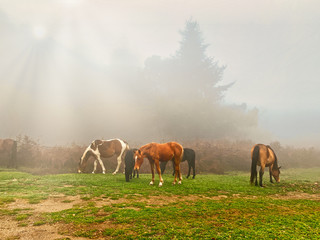 Horses in the fog, Calabria.