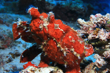 Giant frogfish