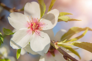 Naklejka na ściany i meble background flowers of the almond tree blooming in spring close up