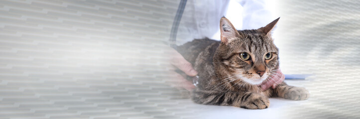 Obraz na płótnie Canvas Veterinarian examining a cat; panoramic banner