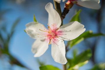 background flowers of the almond tree blooming in spring close up