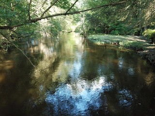 river in the forest
