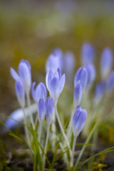 Close up of fresh purple Spring crocuses ready to open. Shallow depth of field, bokeh and blur. Green grass all around the flowers