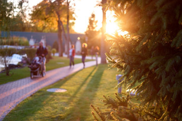 Pine tree branches under bright evening sunshine. Walking people in a city park on background.