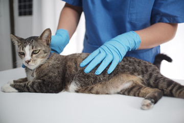 The veterinarian doctor treating, checking on cat at vet clinic