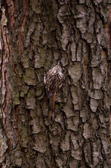 Eurasian treecreeper or common treecreeper sitting on tree
