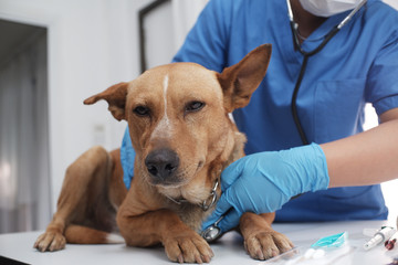 The veterinarian doctor treating, checking on dog at vet clinic