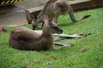 Kangaroo resting at Kuranda National Park