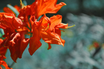 Bright red rhododendron flower close up detail, soft blurry green leaves background
