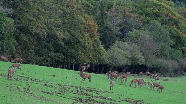 Two rivaling deer on heat with huge pairs of antlers approaching a herd of roe deer and doe hinds with loud mating calls and steaming hot breath at a forest clearing in autumn during mating season.
