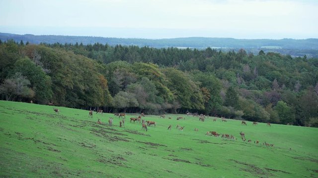 Wide establishing shot of a huge herd of deer on heat roaring and chasing roe and hind doe on a clearing of an autumnal forest during rutting season with green hills in the background in the Eifel.