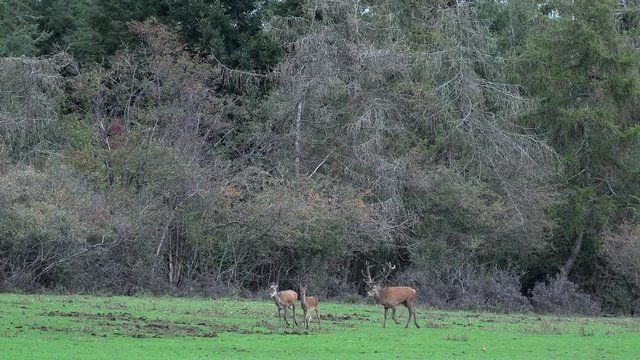A desperate young deer on heat with huge pair of antlers roaring at a herd of doe and roe driving and chasing them into the autumnal forest going to rut during rutting season in the Eifel in Germany.