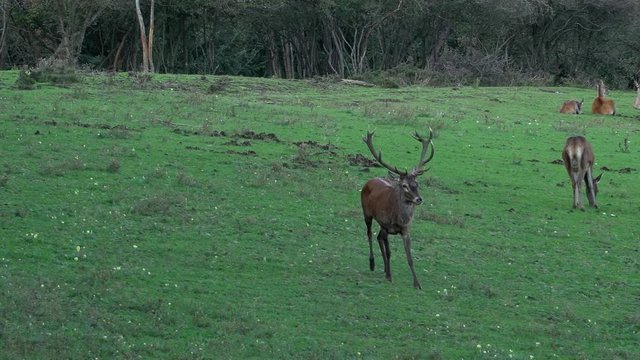 Medium shot of a desperate young deer stag with antlers roaring at a not interested roe deer puffing with steaming hot breath looking at sadly at the camera.