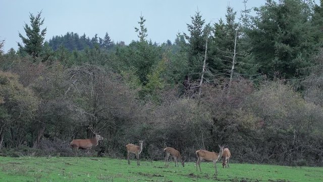 wide shot of a huge deer getting rejected standing at the edge of a forest roaring at a herd of doe on a clearing looking into the camera feeding and not being interested at rutting season.