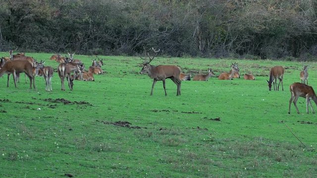 Medium shot of a huge deer getting rejected patrolling and roaring at a herd of doe not being interested at all during rutting time.