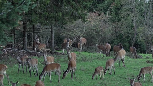Big top dog old bull male on heat deer with a huge pair of antlers patrolling through its huge herd of female roe deer at the edge of a forest during rutting season.