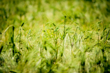 green wheat in the sun close up