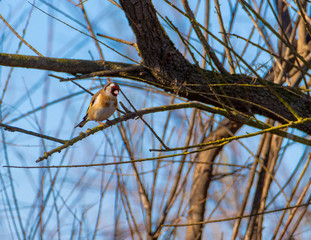 Precioso Jilguero observando