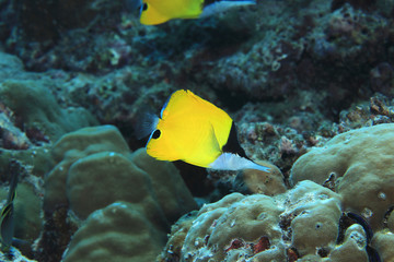 Fototapeta na wymiar Longnose butterflyfish