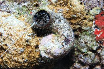 Grand Coral Worm Snail