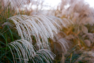 Grass fountain close up. Pennisetum alopecuroides Hameln.