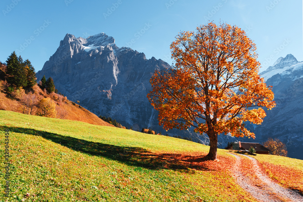 Wall mural picturesque autumn landscape with orange tree, green meadow and blue mountains in grindelwald villag