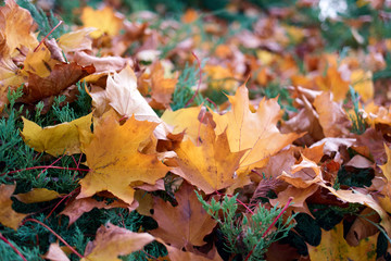 Pile of autumnal golden maple leaves on a juniper tree branch. Close up, colorful leaves.