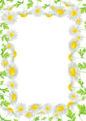 Watercolor hand drawn frame with wild meadow flower chamomile isolated on white background. Good for summer design, background, card, poster, banner etc.