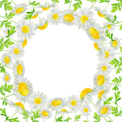 Watercolor hand drawn round frame with wild meadow flower chamomile isolated on white background. Good for summer design, background, card, poster, print etc.