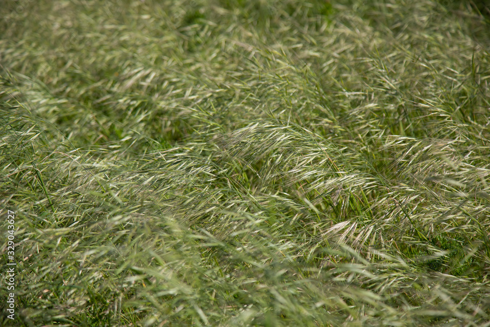 Wall mural green grass in the nature