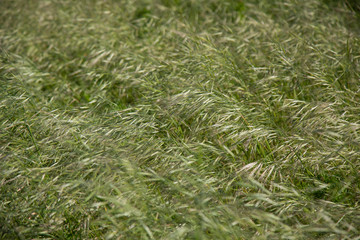 green grass in the nature